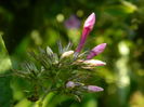 DSCN8028