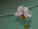 DSCN8099