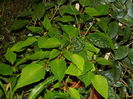 DSCN8116