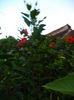 DSC04926
