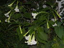 DSCN8936