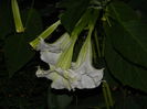 DSCN8937