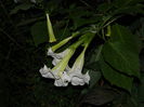 DSCN9046