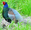 green pheasant