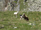 Pasuni bune in Alpi-654