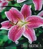 lilium stargazer 