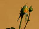 DSCN8039