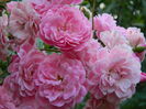 DSCN8178