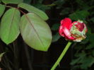 DSCN8184