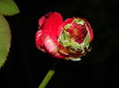 DSCN8185
