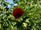 DSCN8278
