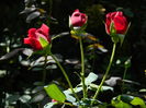 DSCN8322