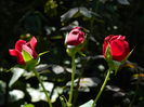 DSCN8324
