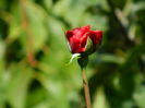 DSCN8343