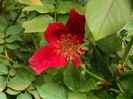 DSCN8388