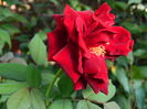 DSCN8389