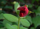 DSCN8391