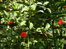 DSCN8413