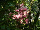 DSCN8424