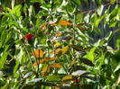 DSCN8426
