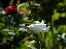DSCN8432