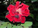 DSCN8497