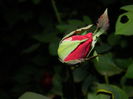 DSCN8500