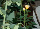 DSCN8507
