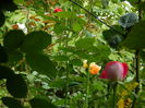 DSCN8601