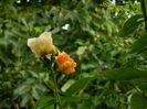 DSCN8603