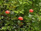 DSCN8627