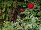 DSCN8643