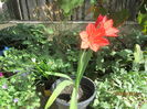 Cyrtanthus