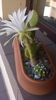 Echinopsis subdenudata