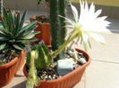 Echinopsis subdenudata
