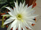 Echinopsis subdenudata