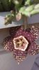Stapelia variegata