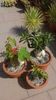 Plante cu caudex