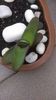 Gasteria glomerata hb.