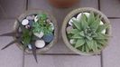 Haworthia limifolia v. striata & Haworthia angustifolia
