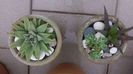 Haworthia limifolia v. striata & Haworthia angustifolia
