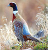 RingNeckedPheasantLG1