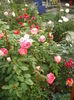 DSCF4566