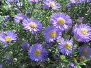 Aster