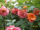 100_4785 - Copy