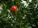 DSCN8644