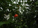 DSCN8645