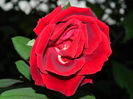 DSCN8652