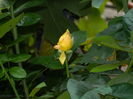 DSCN8653