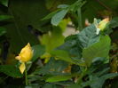 DSCN8654